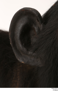 Chimpanzee Bonobo ear 0001.jpg